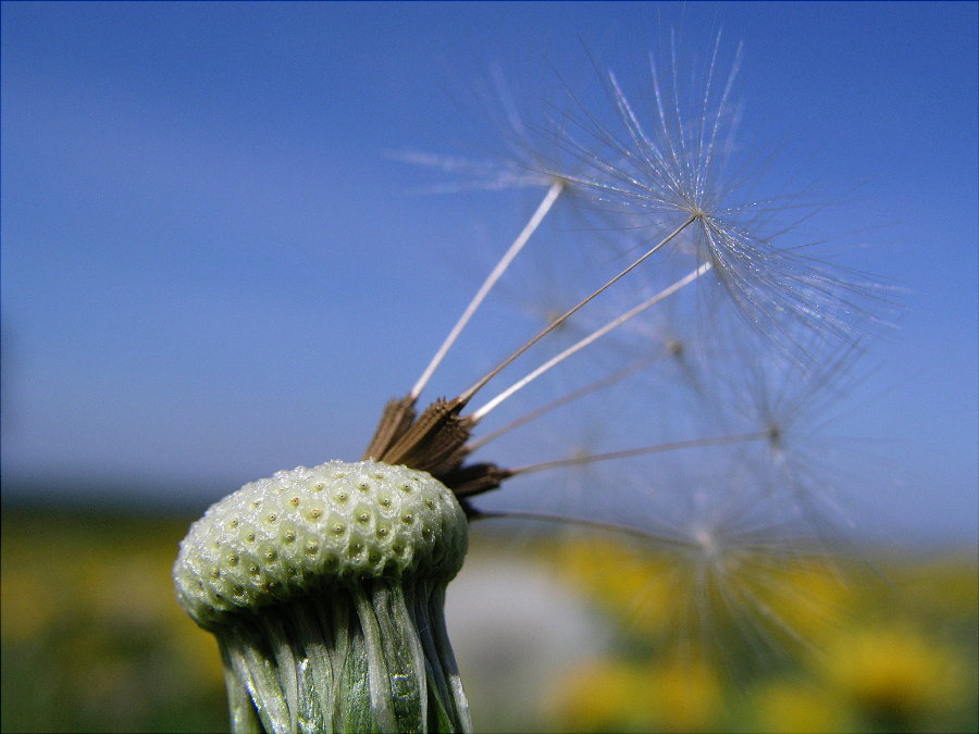 Pusteblume