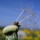 Pusteblume