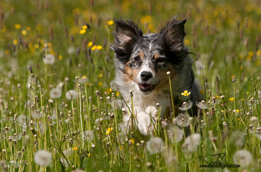 Pusteblume...