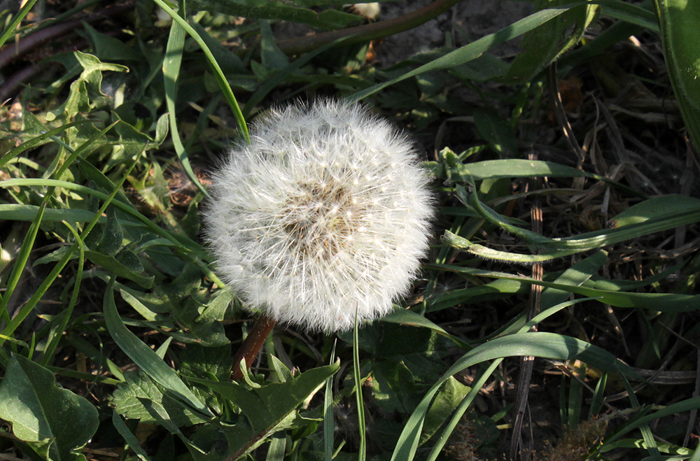 Pusteblume