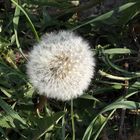 Pusteblume