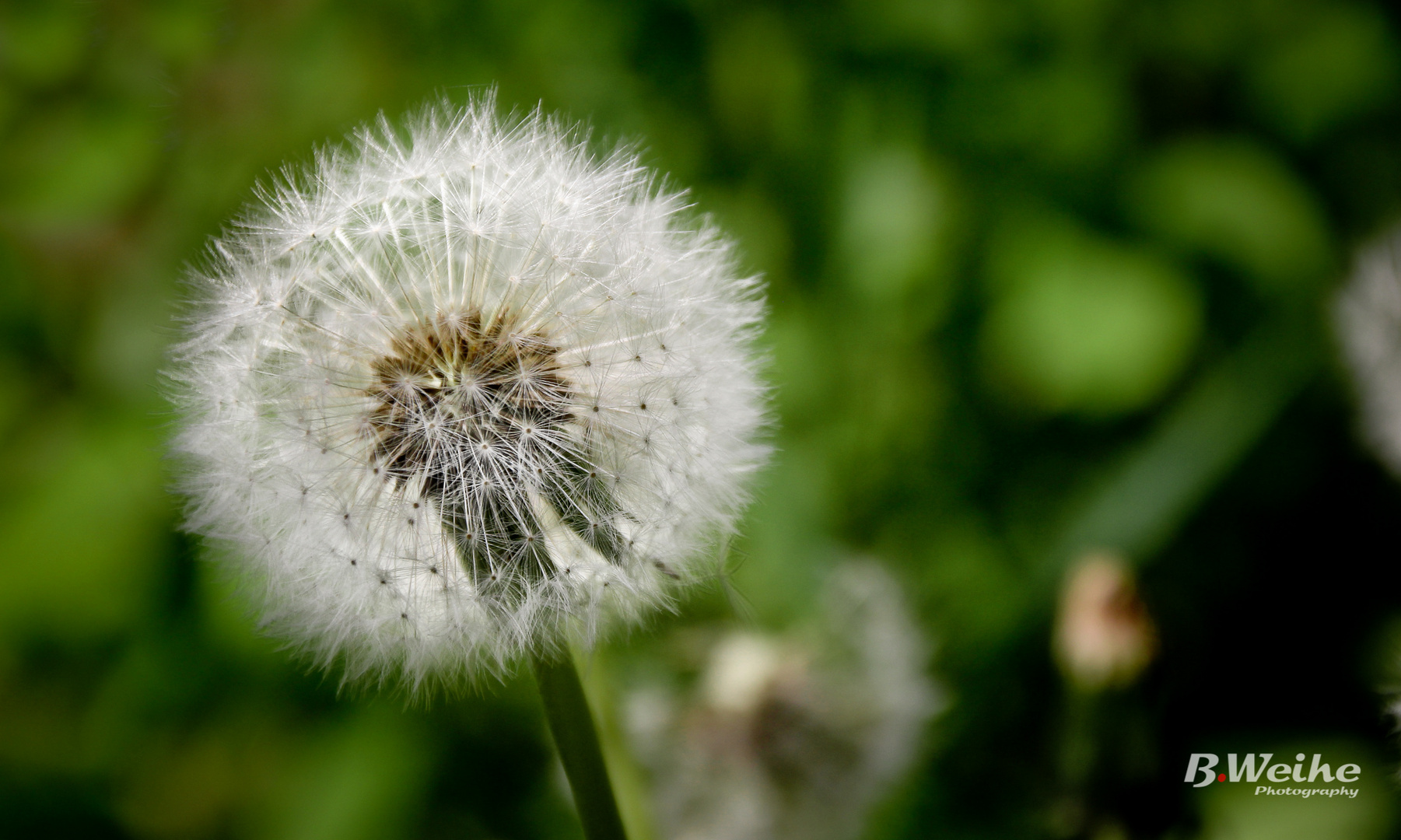 ''Pusteblume''