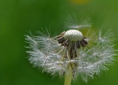 Pusteblume