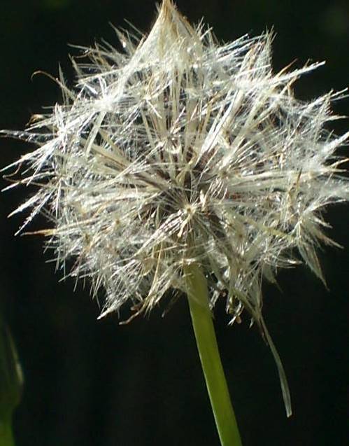 Pusteblume