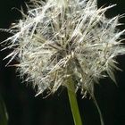 Pusteblume