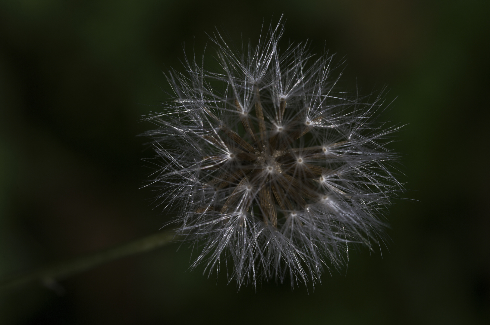 Pusteblume