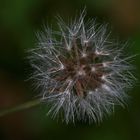 Pusteblume