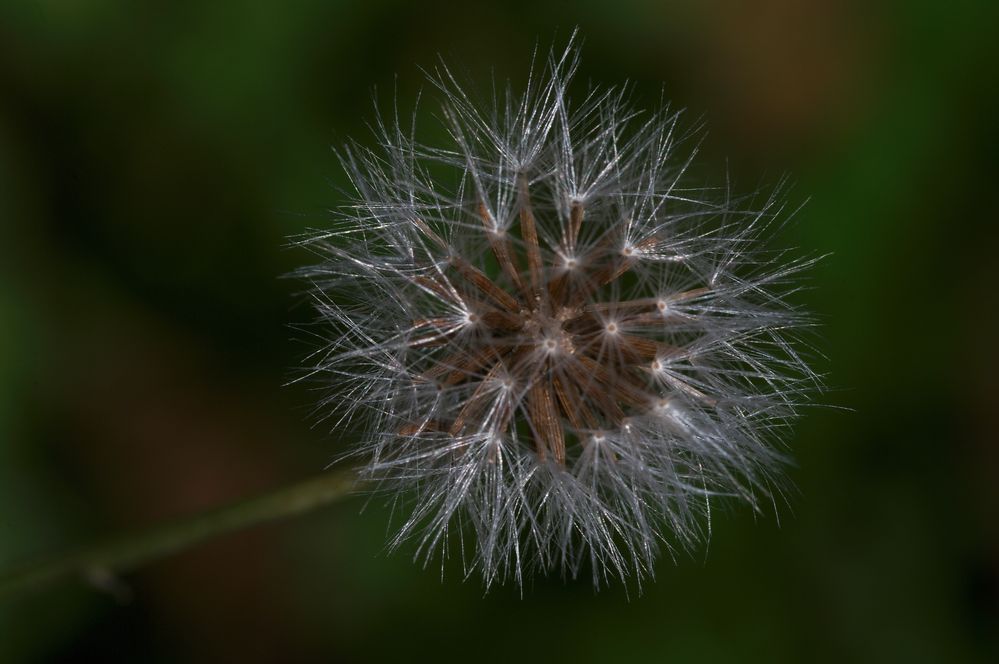 Pusteblume