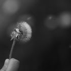 Pusteblume