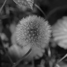 Pusteblume