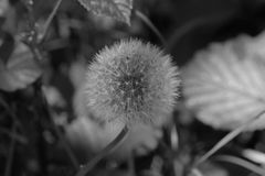 Pusteblume