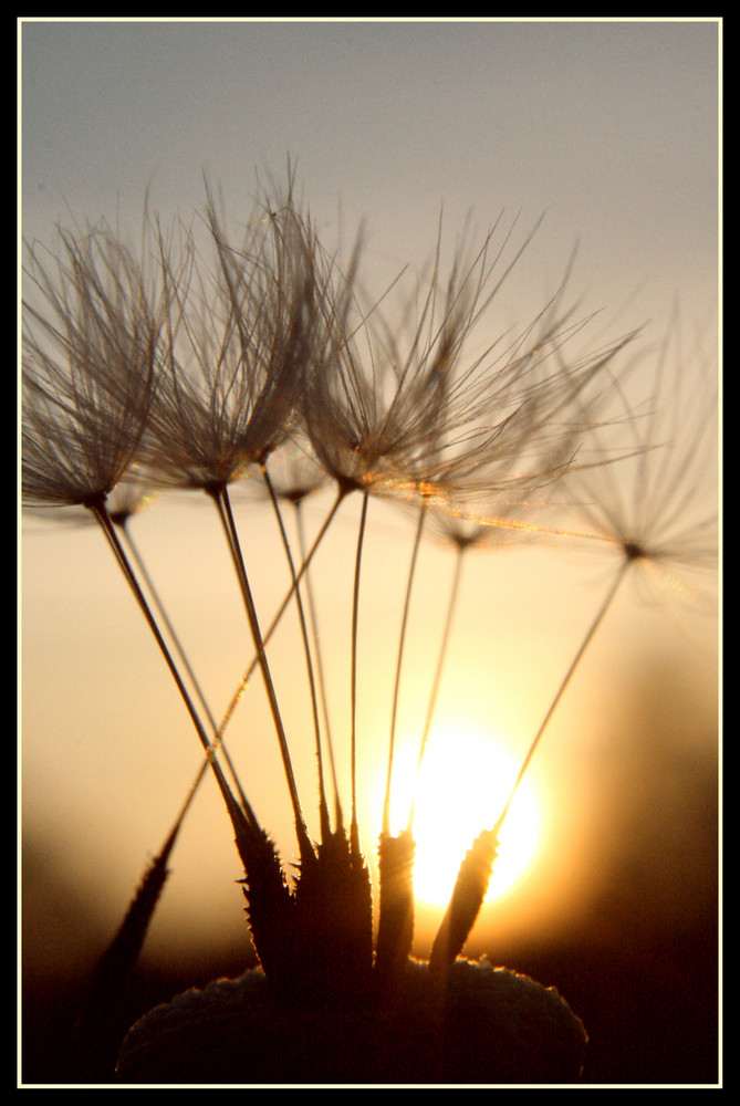 Pusteblume