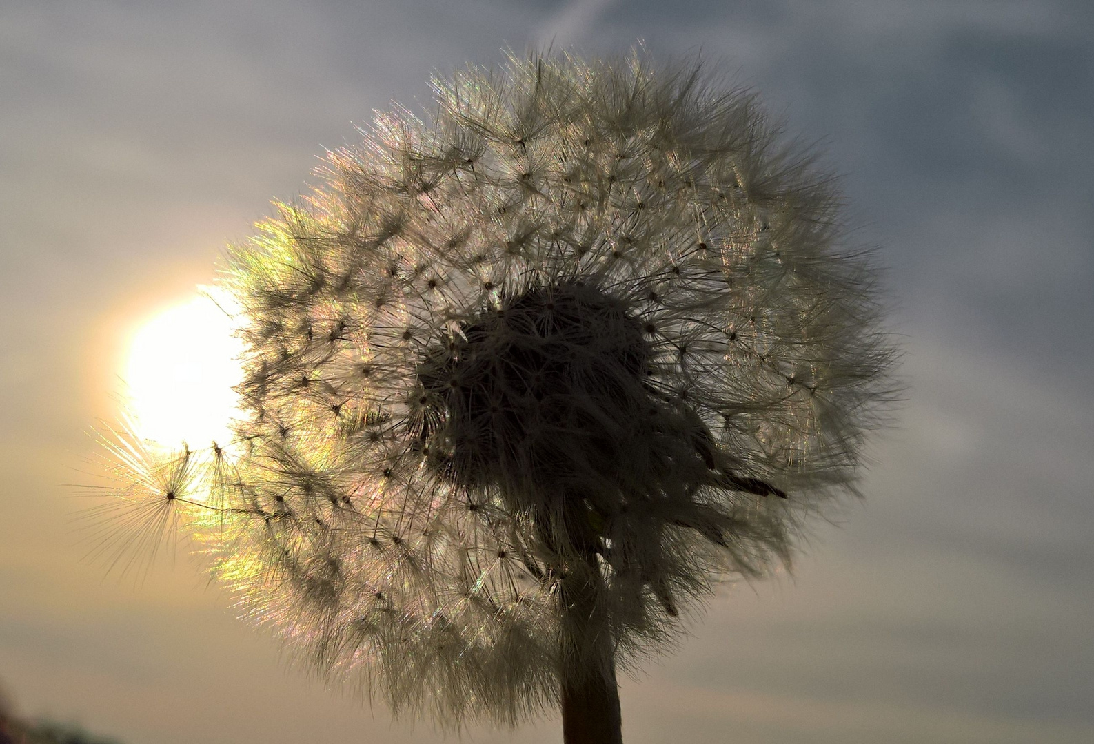 Pusteblume