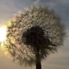 Pusteblume