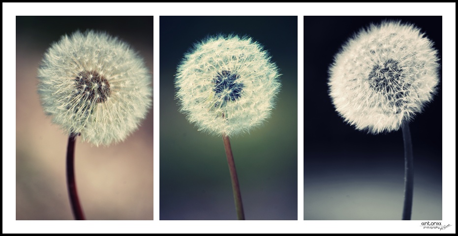 Pusteblume