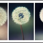 Pusteblume