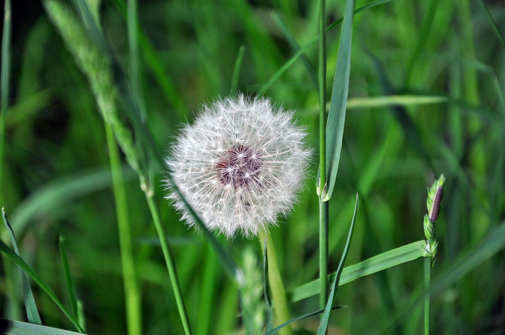 Pusteblume..