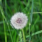 Pusteblume..