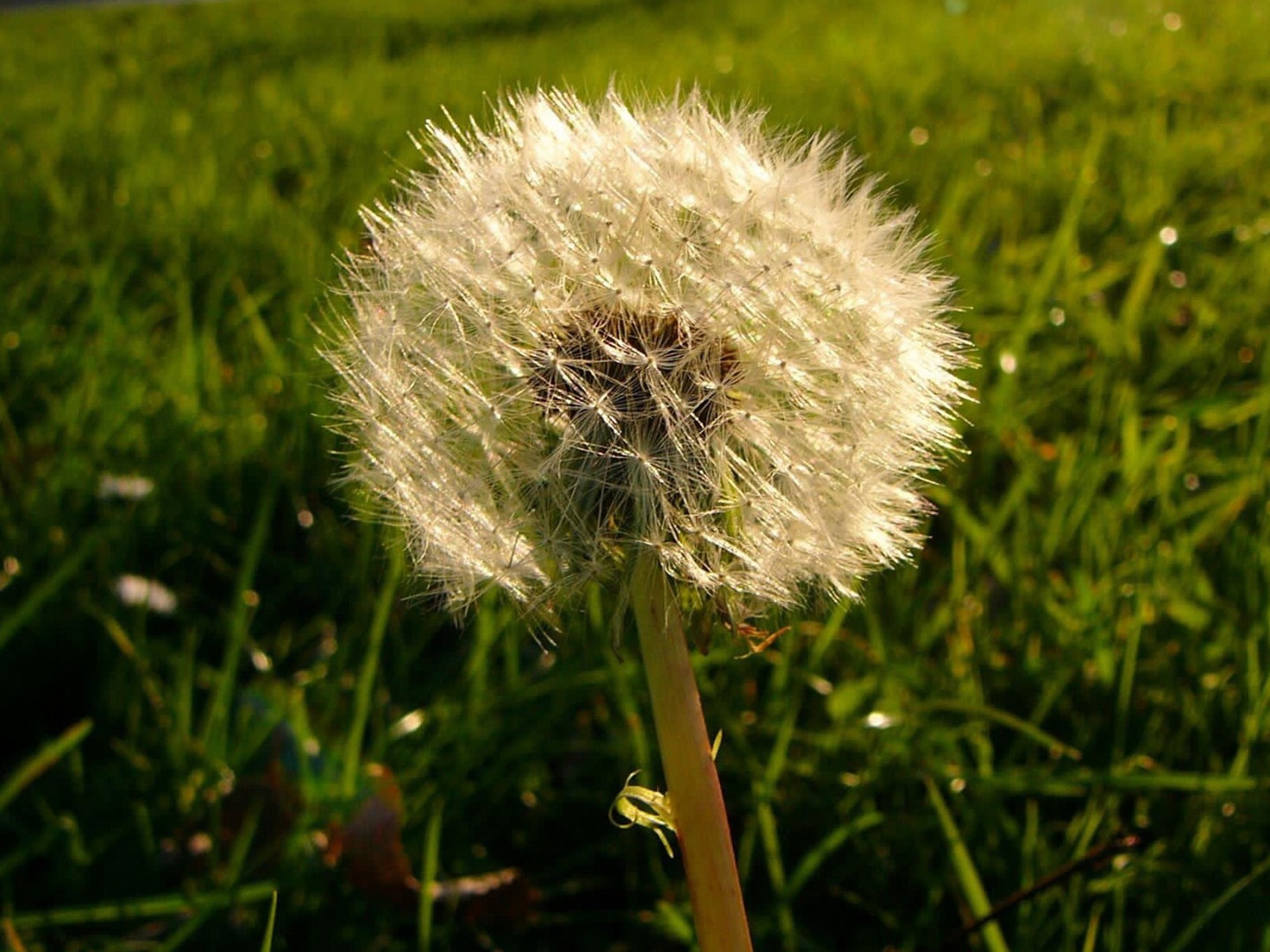 Pusteblume