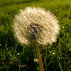 Pusteblume