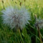 Pusteblume