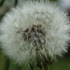 Pusteblume