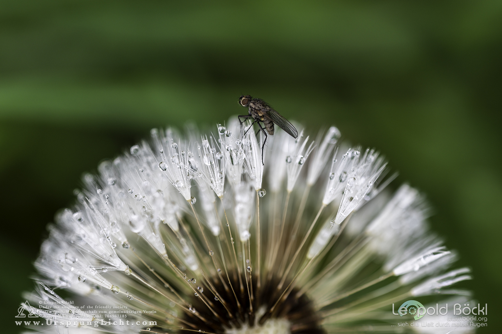 Pusteblume