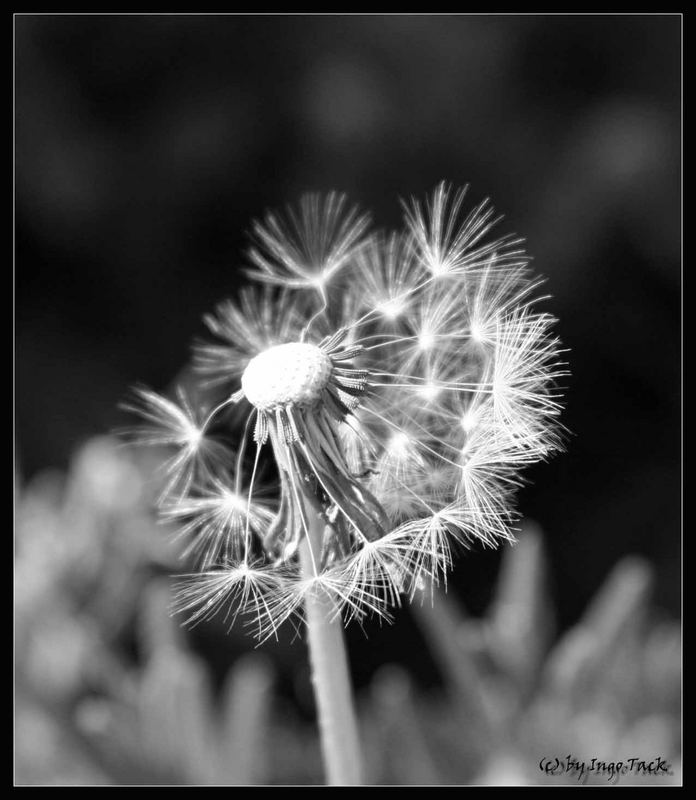 Pusteblume