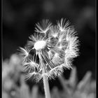 Pusteblume