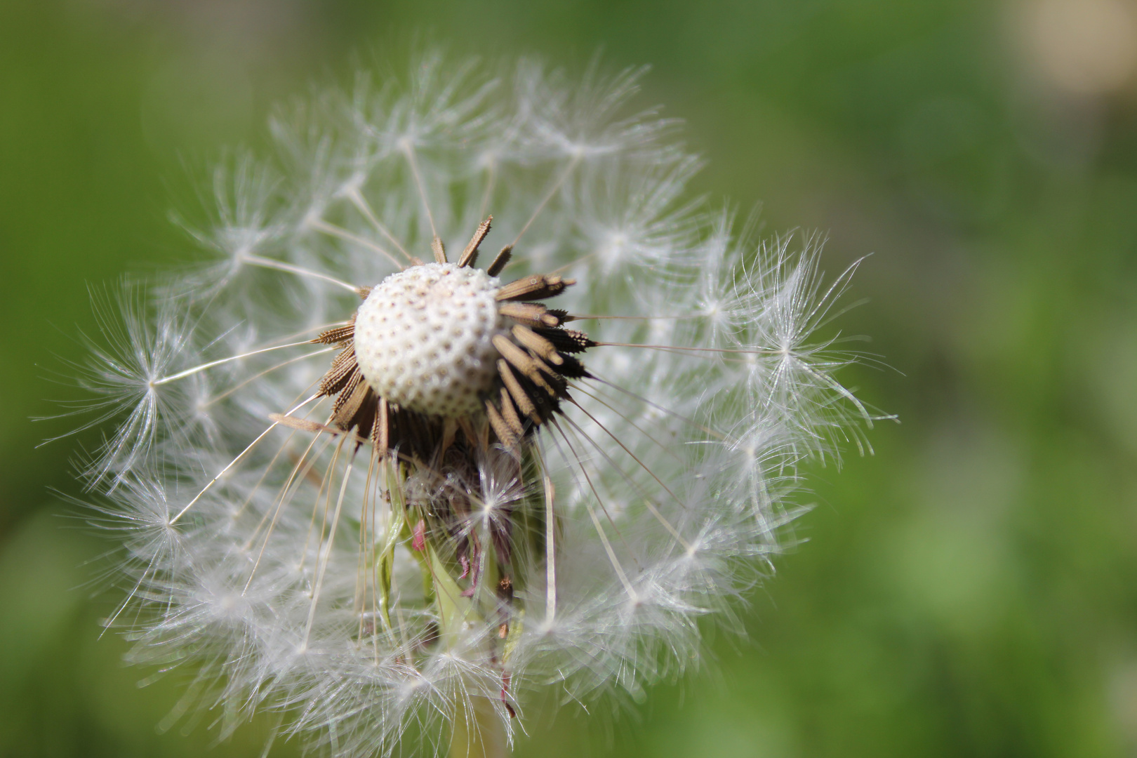 Pusteblume