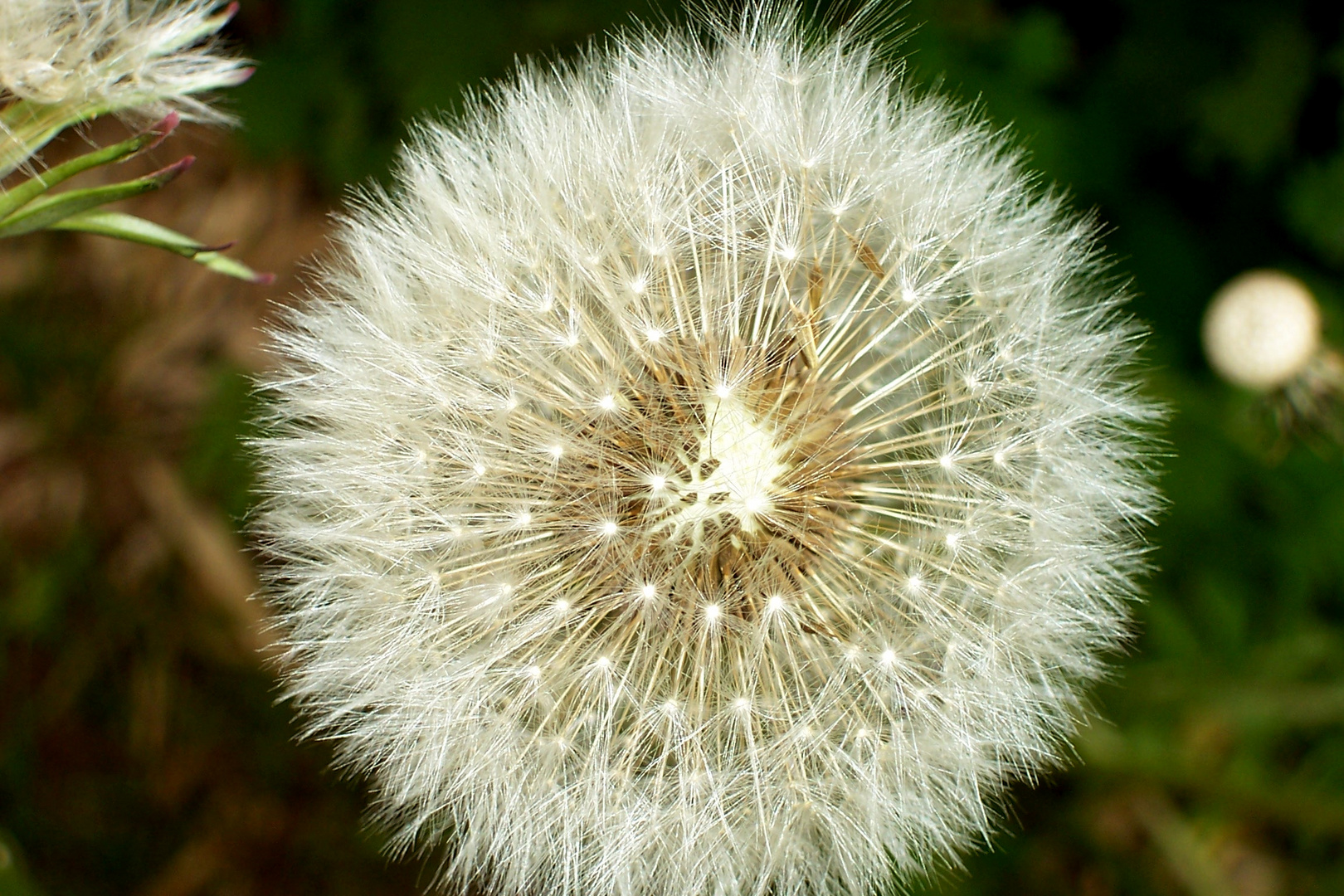 Pusteblume