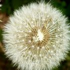 Pusteblume