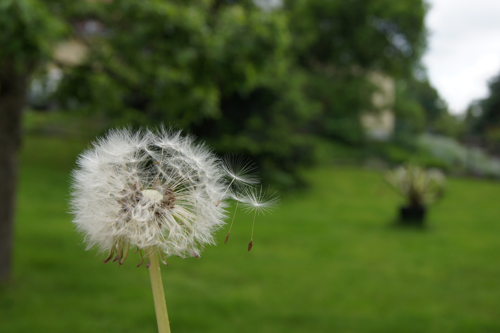 Pusteblume.