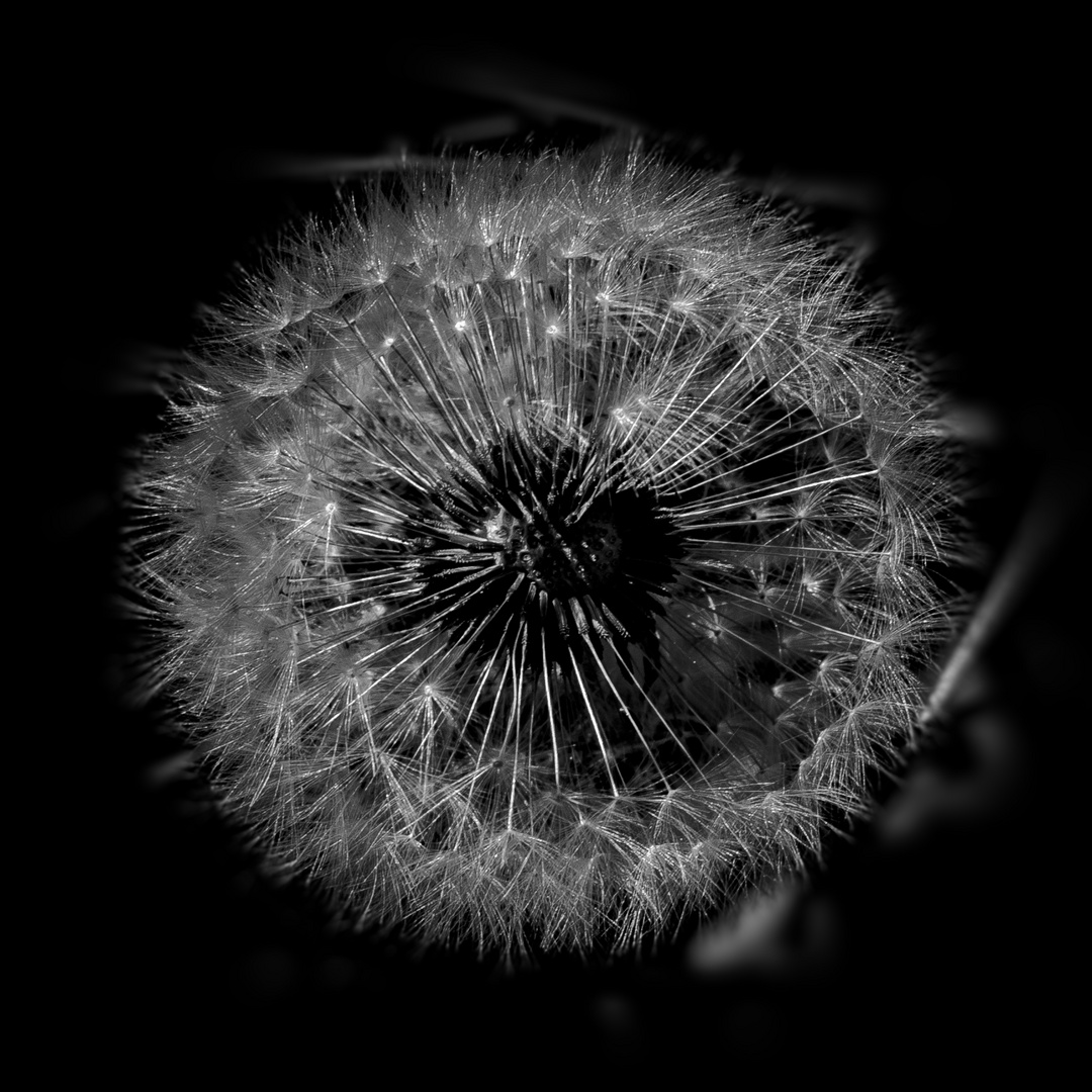 Pusteblume