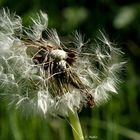 Pusteblume