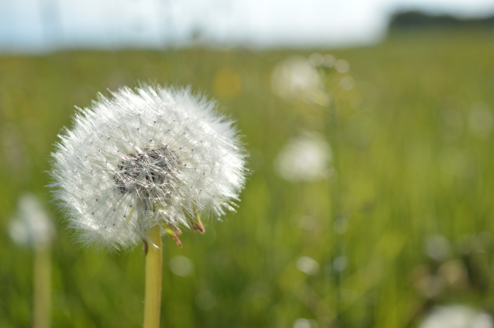 Pusteblume