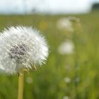 Pusteblume