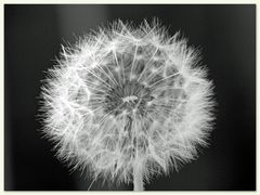 Pusteblume