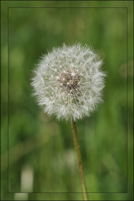 Pusteblume