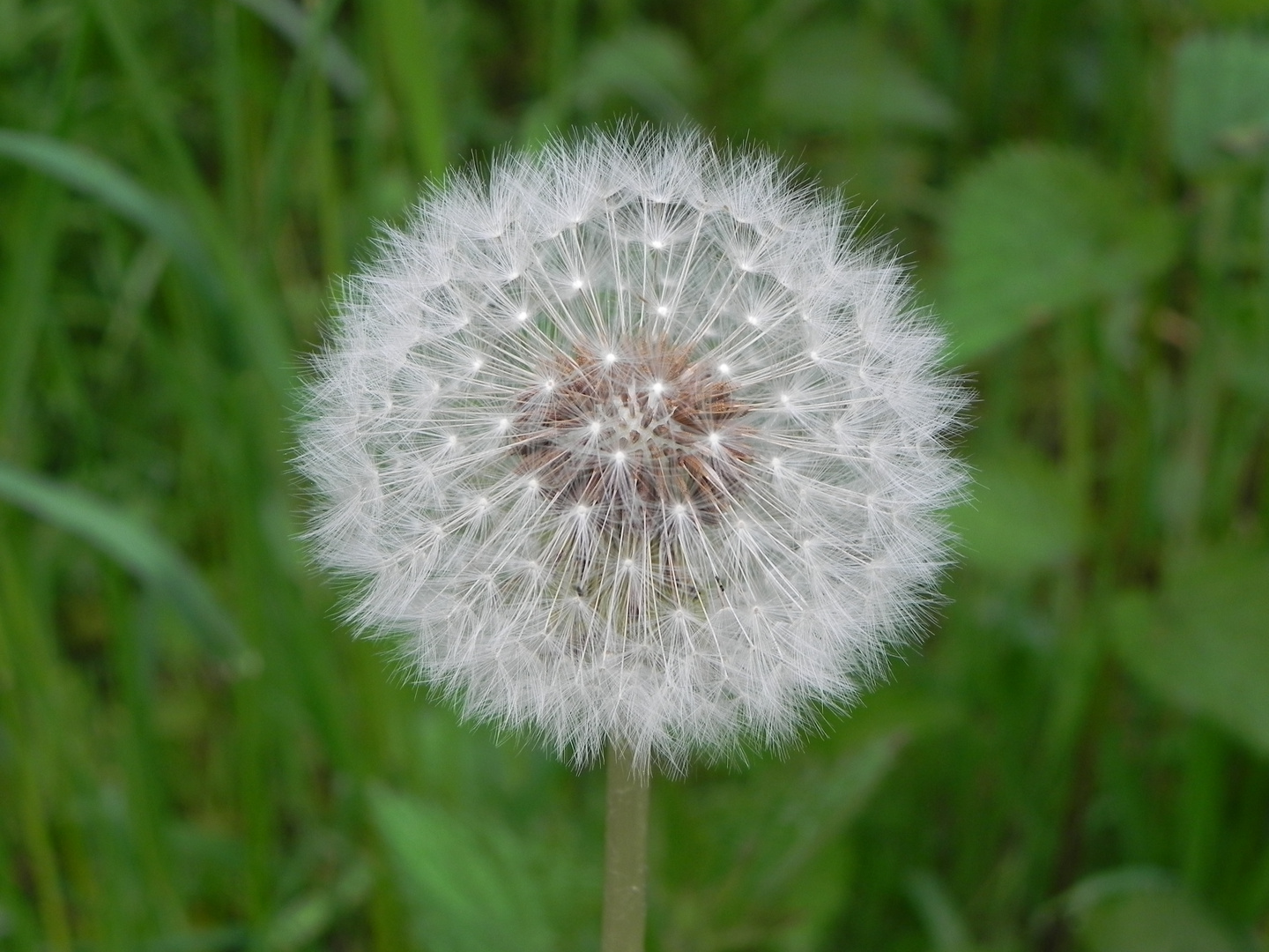 Pusteblume