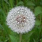 Pusteblume