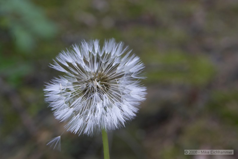 Pusteblume