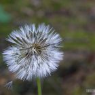 Pusteblume