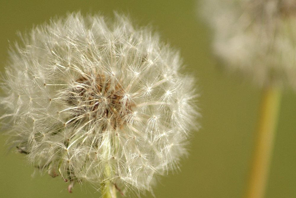 Pusteblume