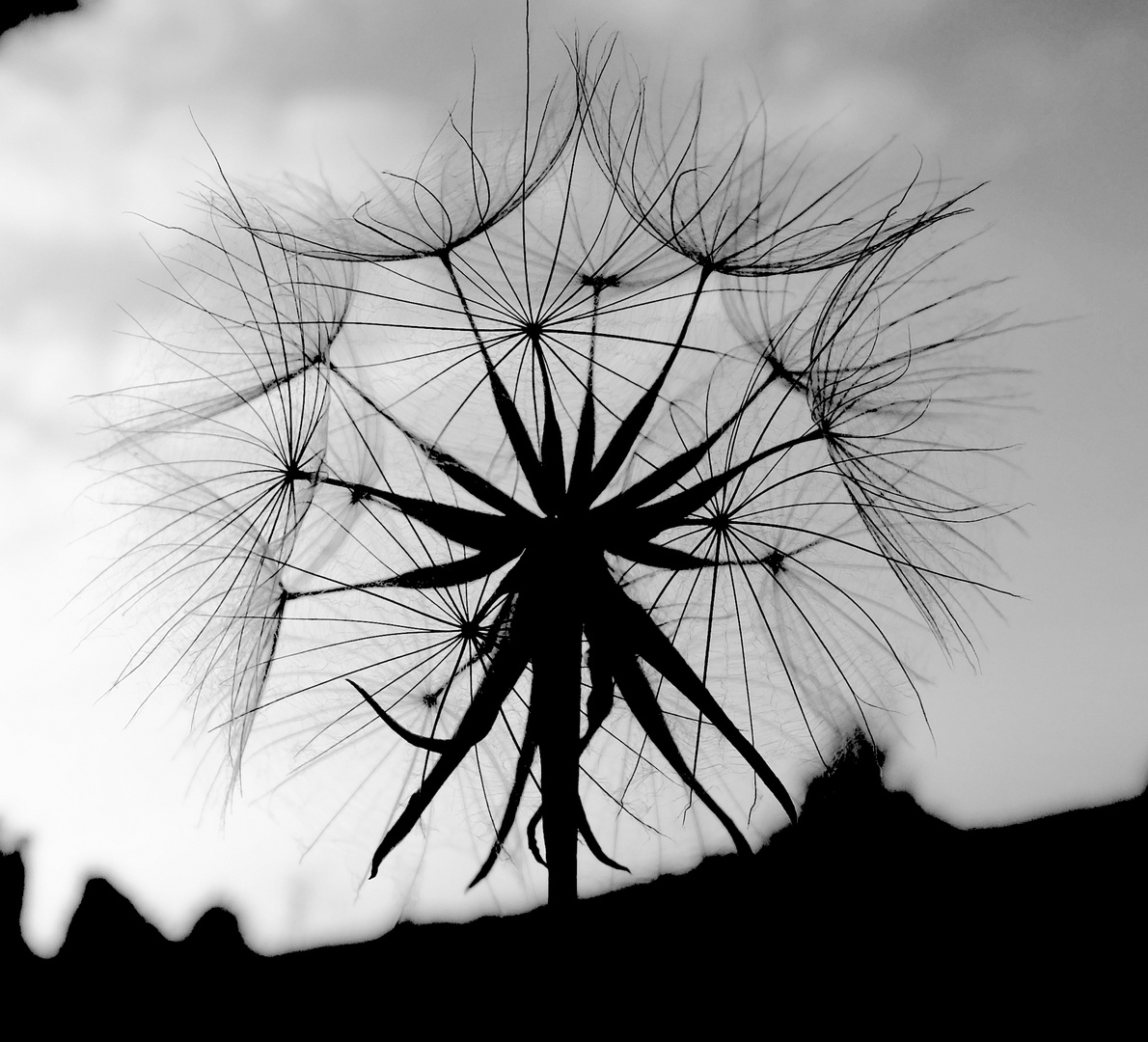 Pusteblume