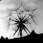 Pusteblume