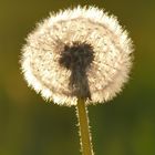 Pusteblume