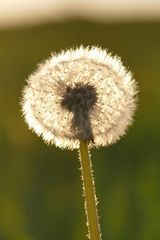 Pusteblume