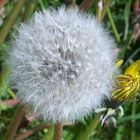 Pusteblume