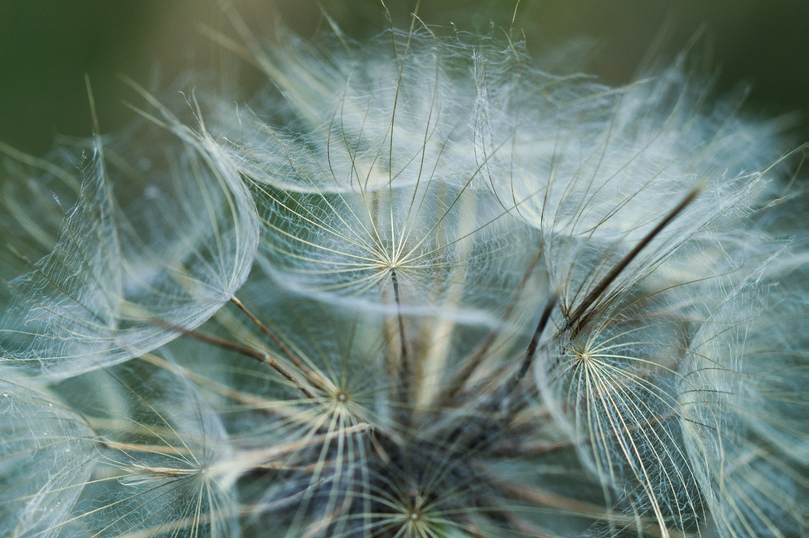 pusteblume